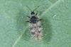 Dictyla echii